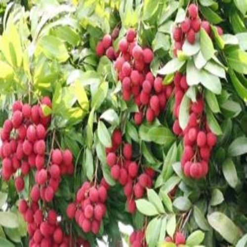 Litchi Plants By Shandil Nursery
