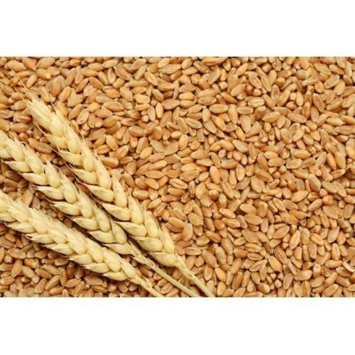 Organic Wheat Grains
