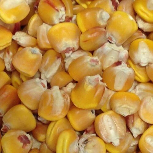Yellow Maize Seeds