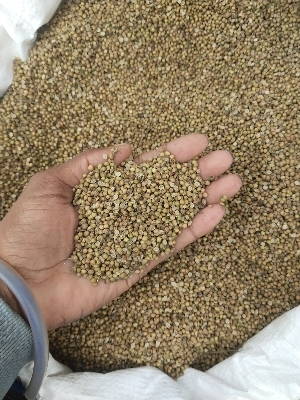 Coriander Seeds - Cultivation Type: Natural