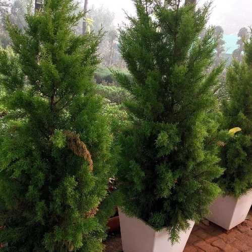 Decorative Platycladus Plant