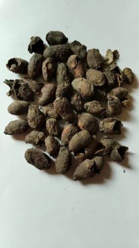 Jamun Seeds