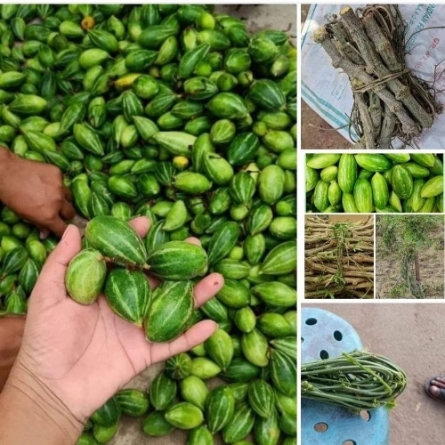 Kundru Or Parwal Steam, Packaging: Carton