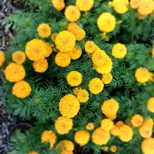 Marigold Plant