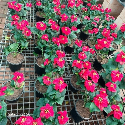 Vinca Flowering Plant