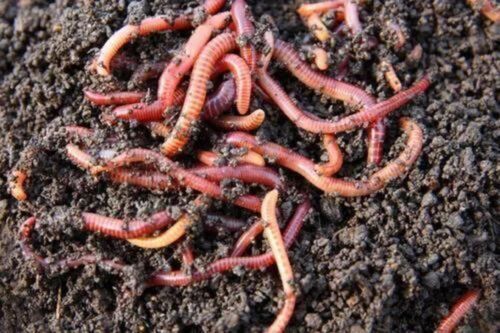 1kg Eisenia Fetida Earthworm