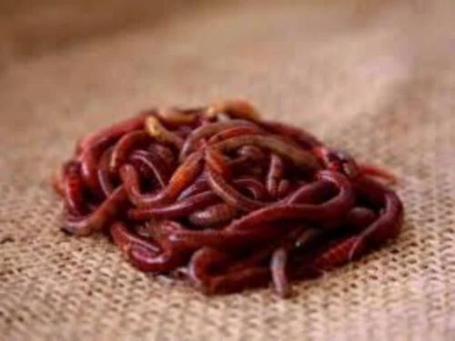 25kg Eisenia Fetida Earthworm