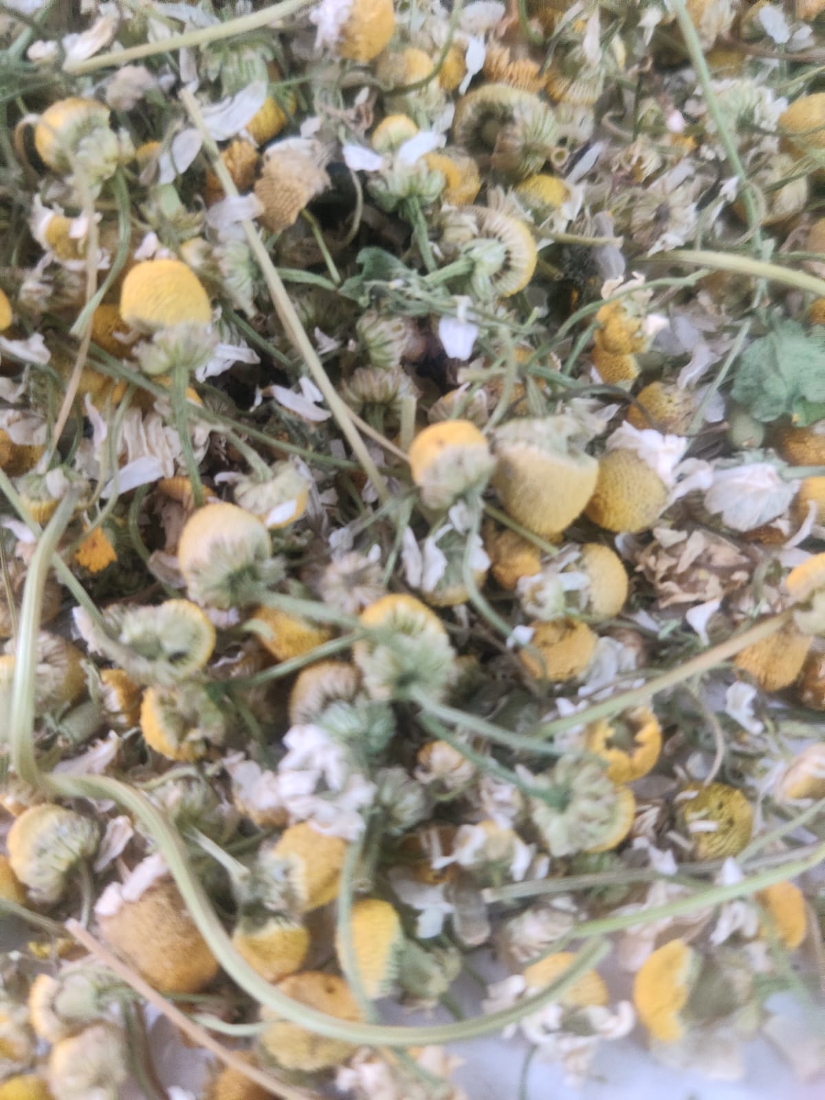 Chamomile Flowers - Breed: Indian