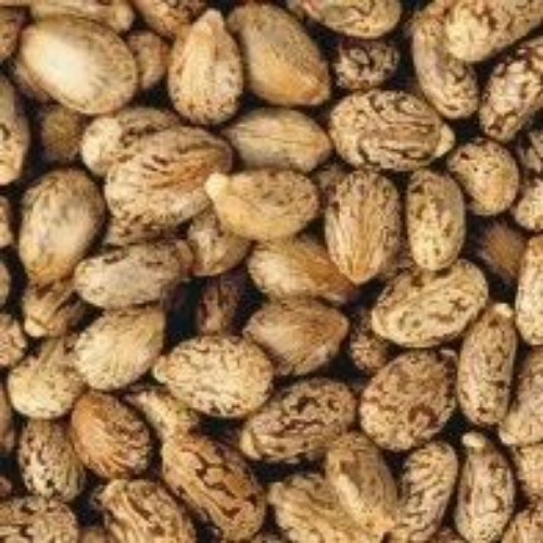 Castor Seed