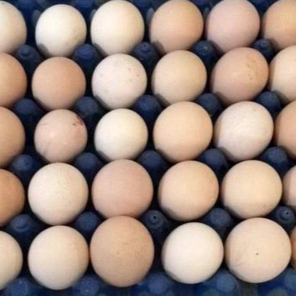 Country chicken  hatching eggs
