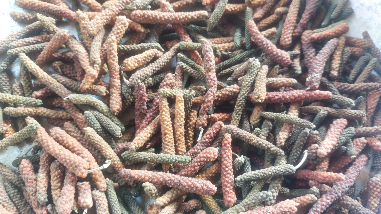 Long Pepper Badi Peepal