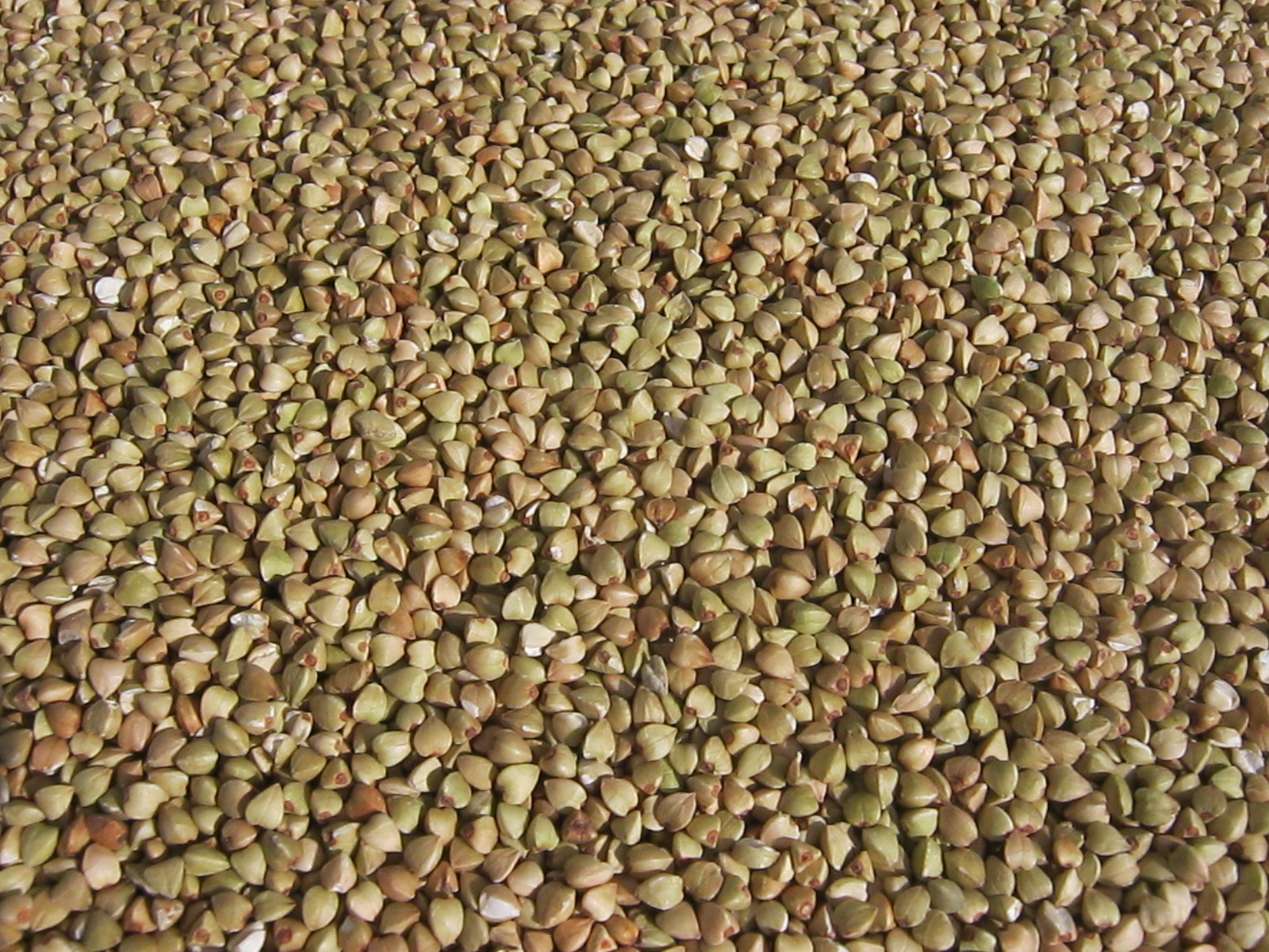 Buckwheat Green