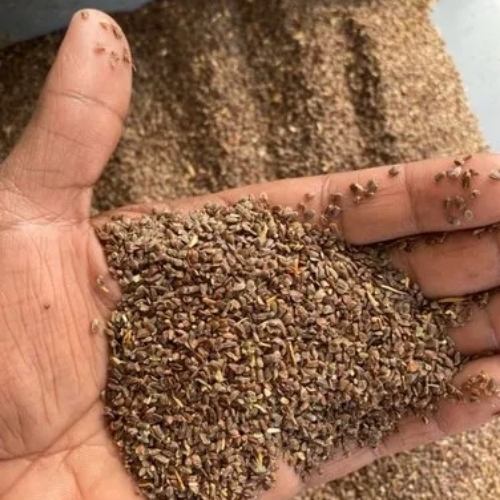 Natural Talamkhana Seeds