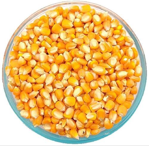 Yellow Corn