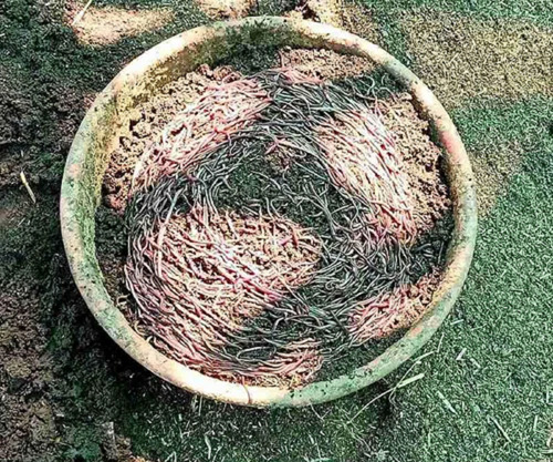Live Earthworms For Composting