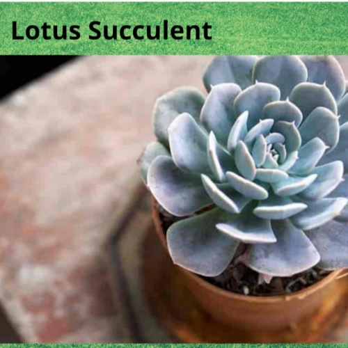 Lotus Flower Plant
