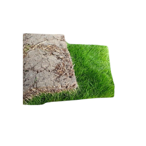 Natural Grass - Breed: Yas