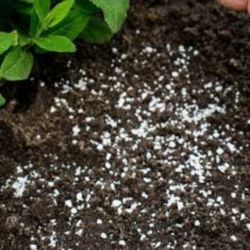 Vermi Compost Fertilizer