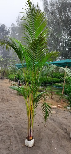 Arika Palm Tree