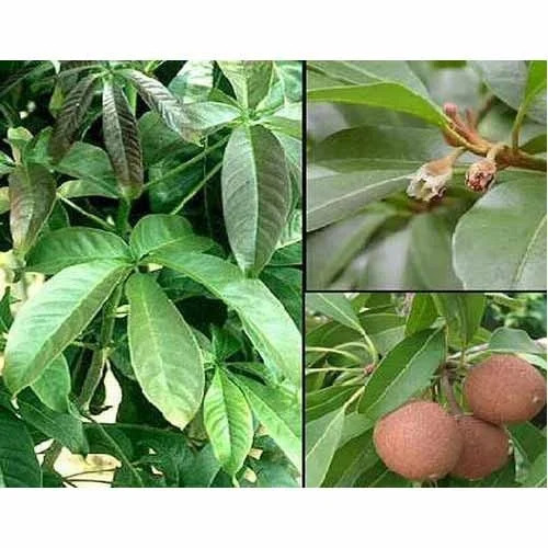 Chiku Plant - Type: Apple
