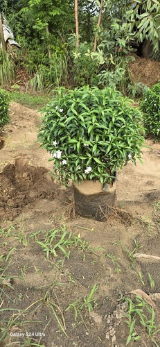 Draf Chandni Plant - Color: Green