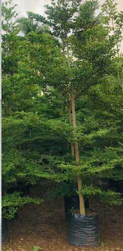 Tarmineriya Tree - Color: Green