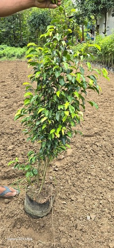 Black Ficus Tree