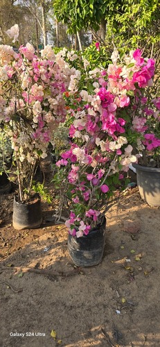 Bougainvillea Multicolor Tree - Size: Multiple