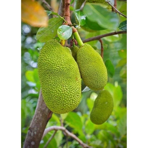 Jackfruit Plant