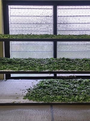 Moringa Olifera Dry Leaves - Additives: No