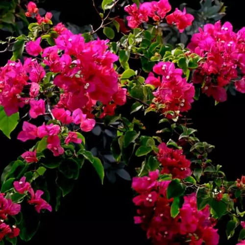 Pink Bougainvillea Plant