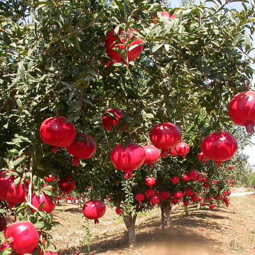 Pomegranate Plants - Color: Green