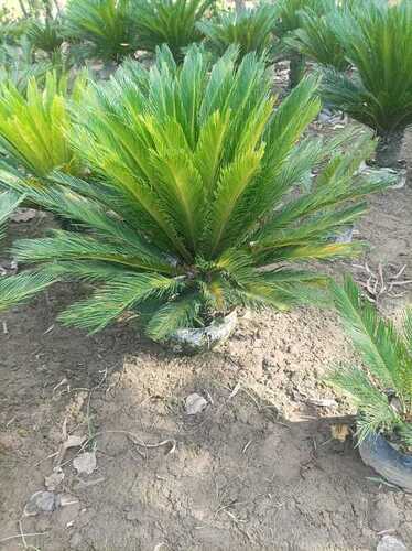 Saikas Palm Tree - Color: Green