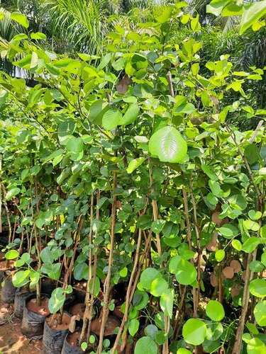 Sandalwood Tree