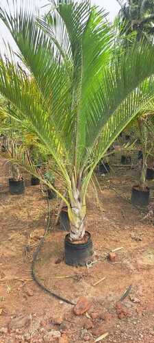 Triangle Palm Trees