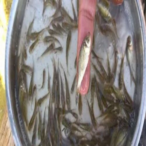 Baby Cat Fish Seed