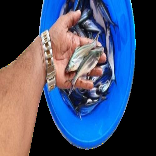 Catfish Fish Seed