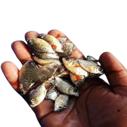 Golden Rupchanda Fish Seeds
