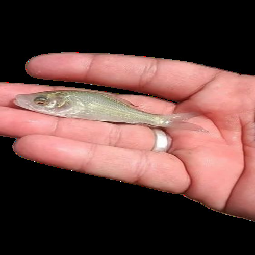 Hybrid Katla Fish Seeds