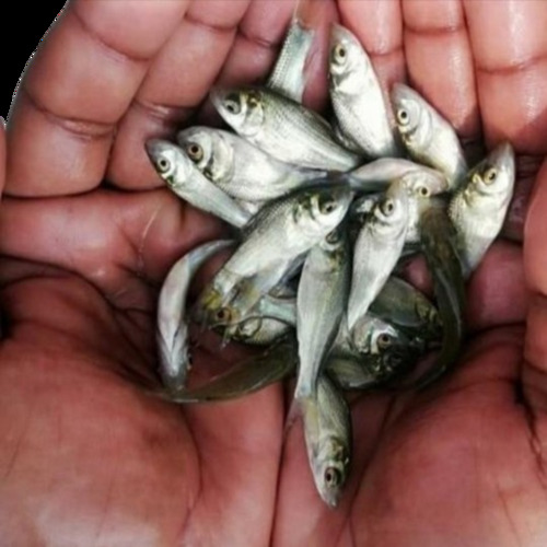 Katla Fish Seed