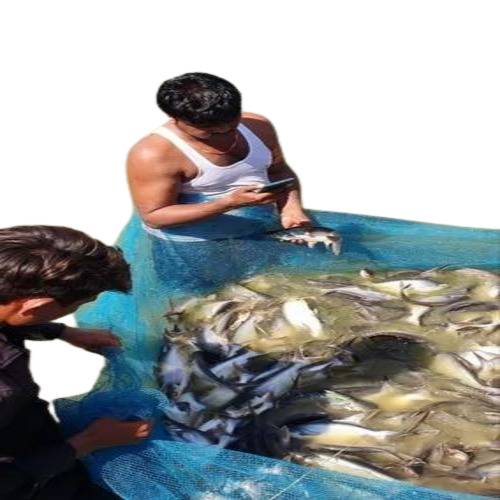 Pangasius Fish Farming