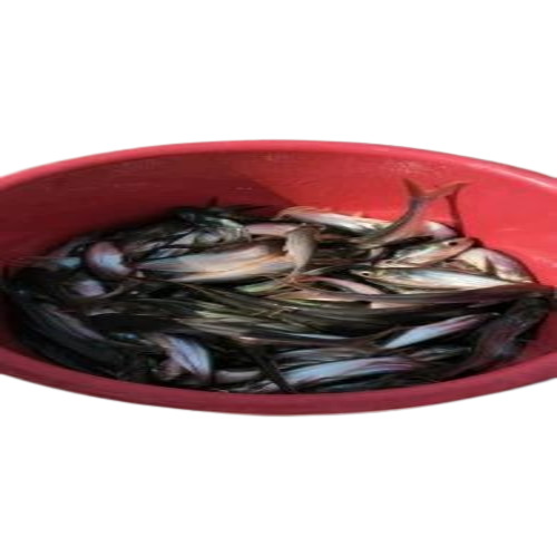 Pyasi Fish Seeds