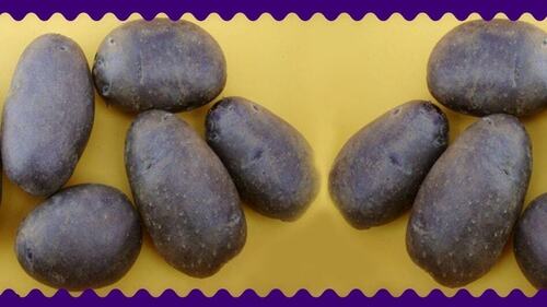 Purple Potatoes
