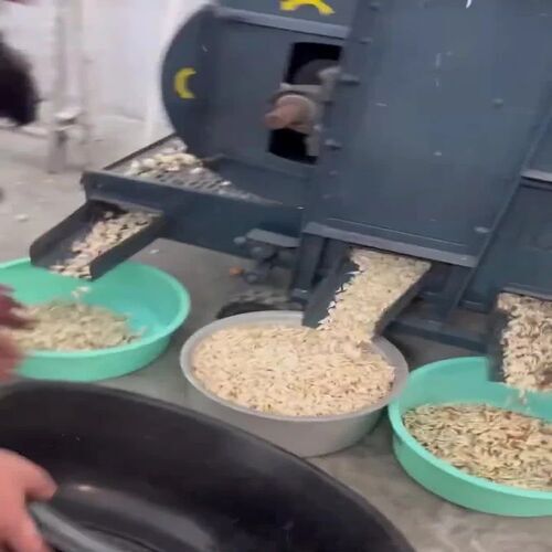 Auto Garlic Peeling Machine