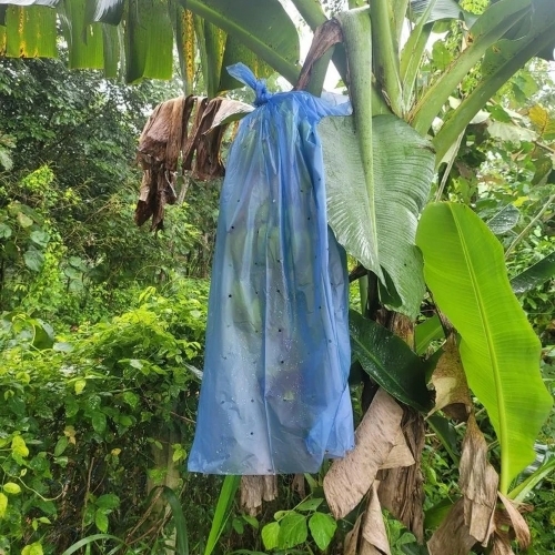 Banana Bags