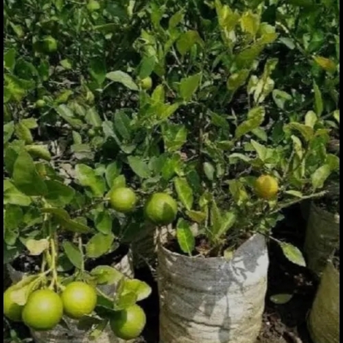 Lemon Tree