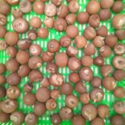 Betel Nuts/Areca Nuts Whole