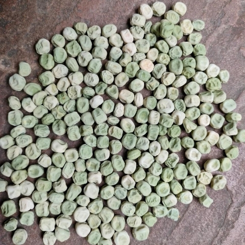 Hybrid Pea Seed