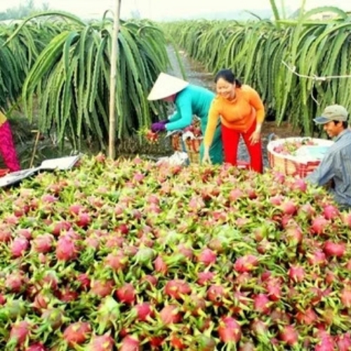 Dragon Fruit Plant