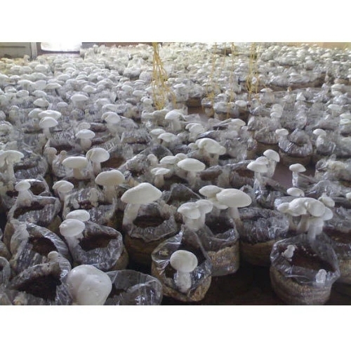 Milkey Button Mushroom